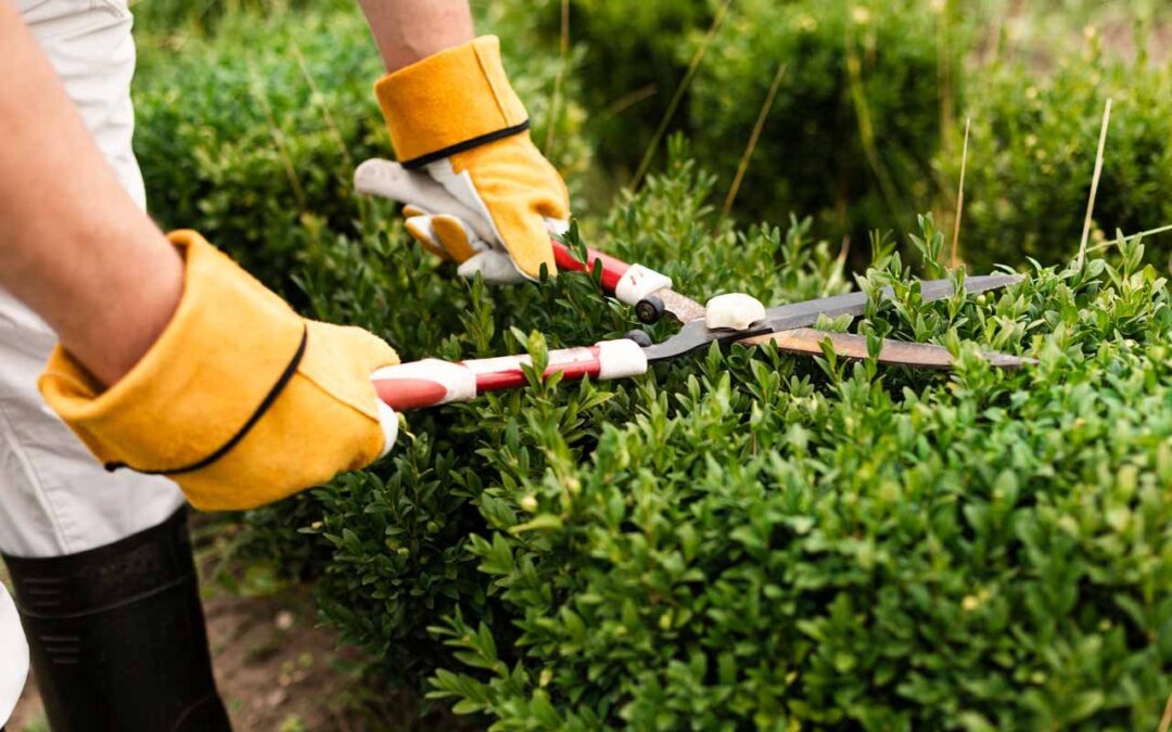 10 Ideas for Landscaping Property Lines